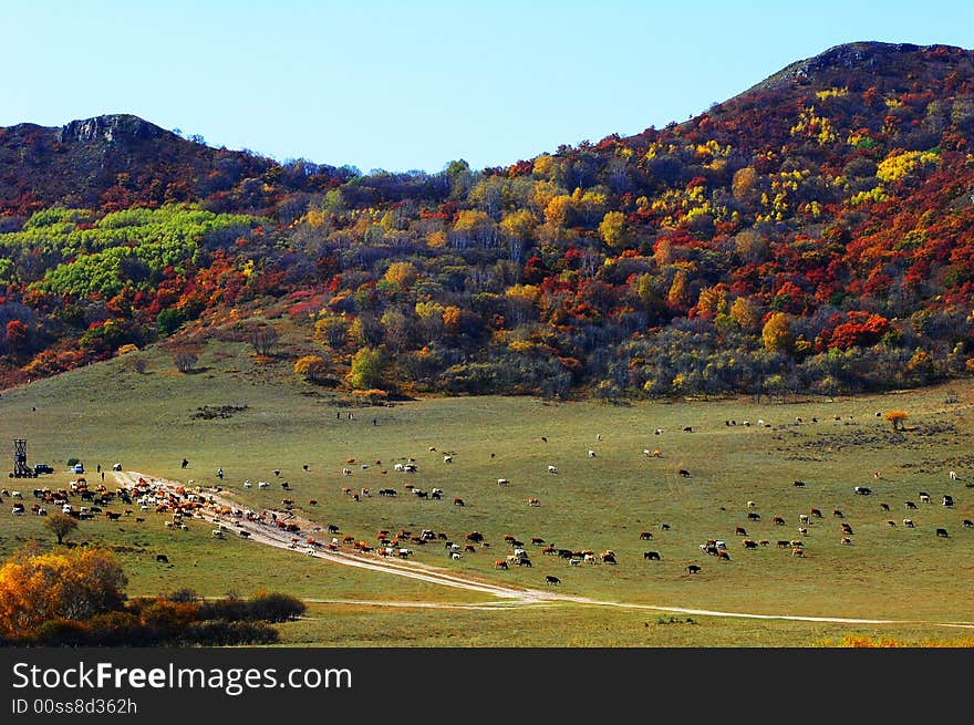 The mountain with colorful trees in autumn. The cattle and sheep was eating the grass at the foot the mountain. The mountain with colorful trees in autumn. The cattle and sheep was eating the grass at the foot the mountain.