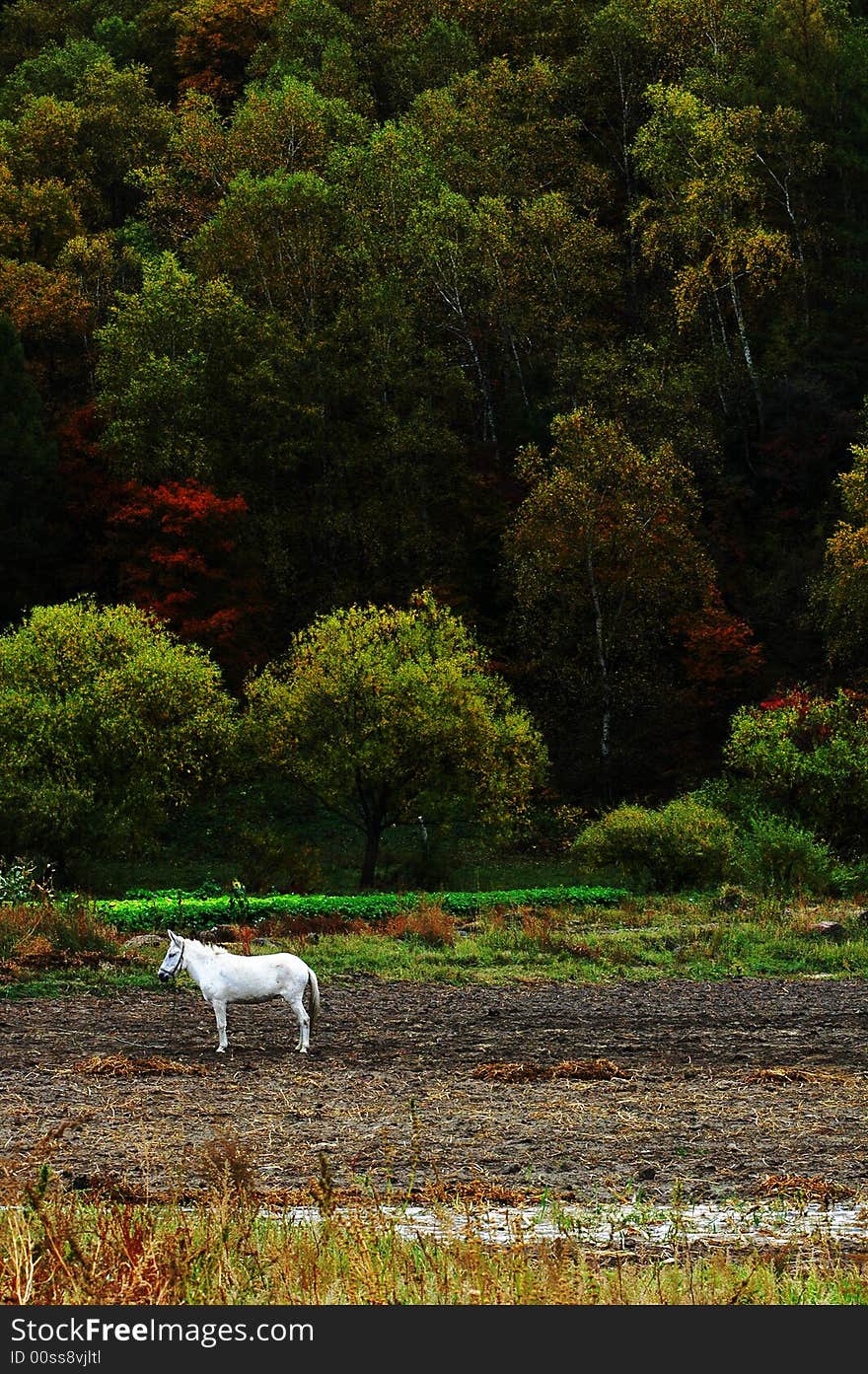 The beautiful season, the soft wind, the colorful trees, the white horse stand still at the foot of the mountain. The beautiful season, the soft wind, the colorful trees, the white horse stand still at the foot of the mountain