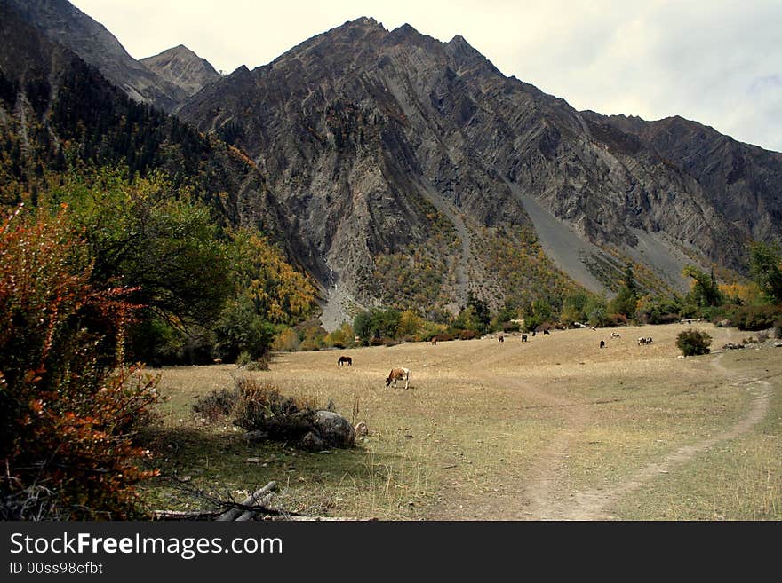 Highland meadows in the tibet valley