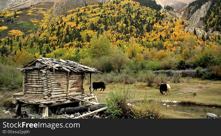 Autume, In tibet a house in mountains, surrounded with yellow woods and forest. Autume, In tibet a house in mountains, surrounded with yellow woods and forest.