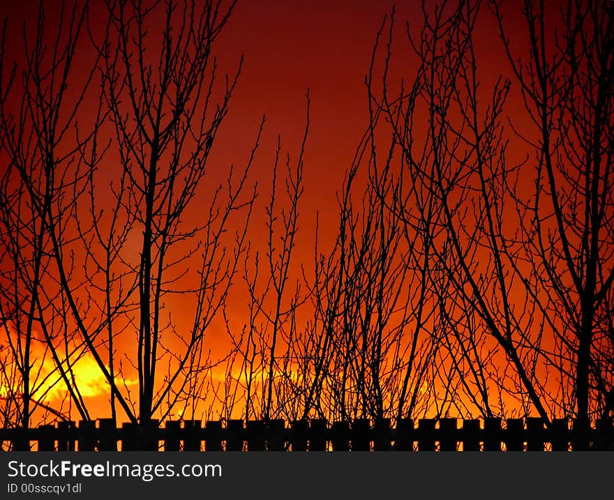 Sunset Fence and Tree Silhouettes