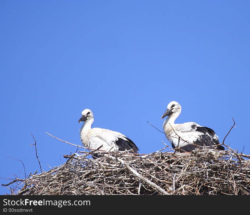 White Stork ( Ciconia ciconia )