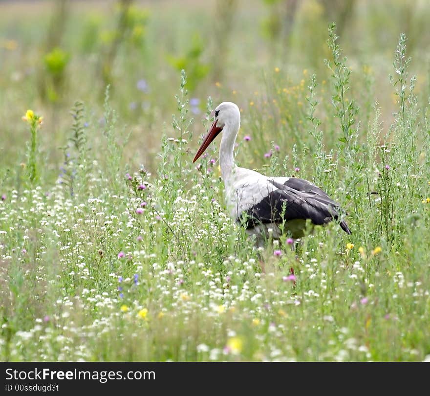 White Stork ( Ciconia ciconia )