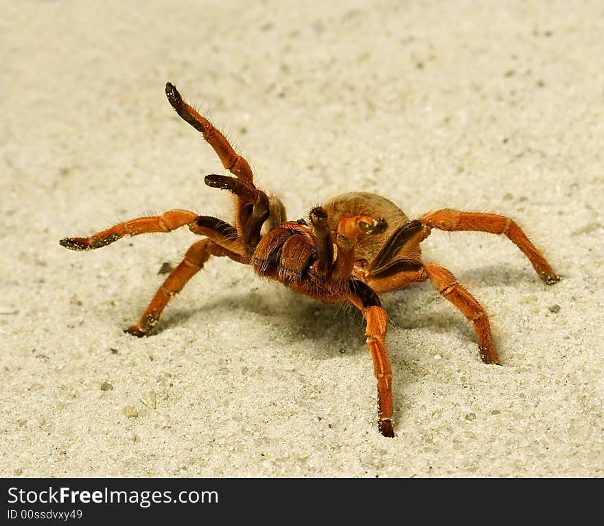 Spider ( Brachypelma boehmei ). Russia, Voronezn, terrarium.