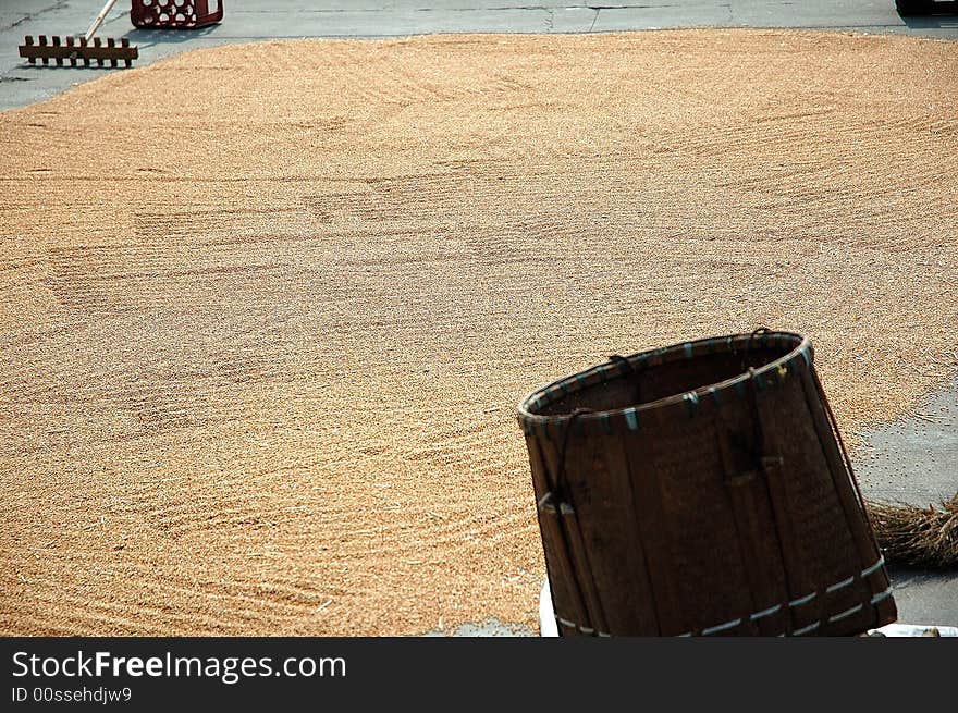 The wheat on the ground for airing. The wheat on the ground for airing