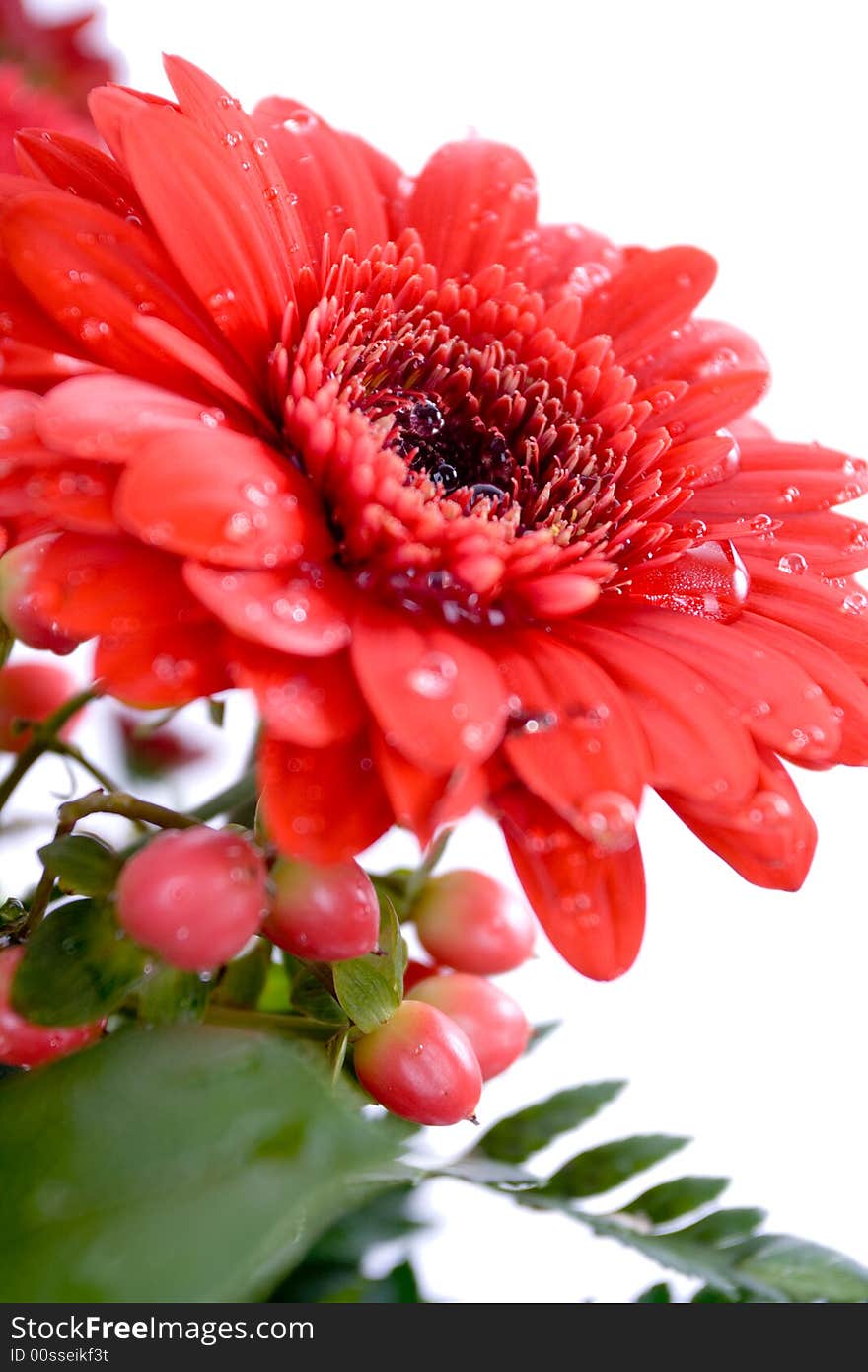 Close up of gerbera