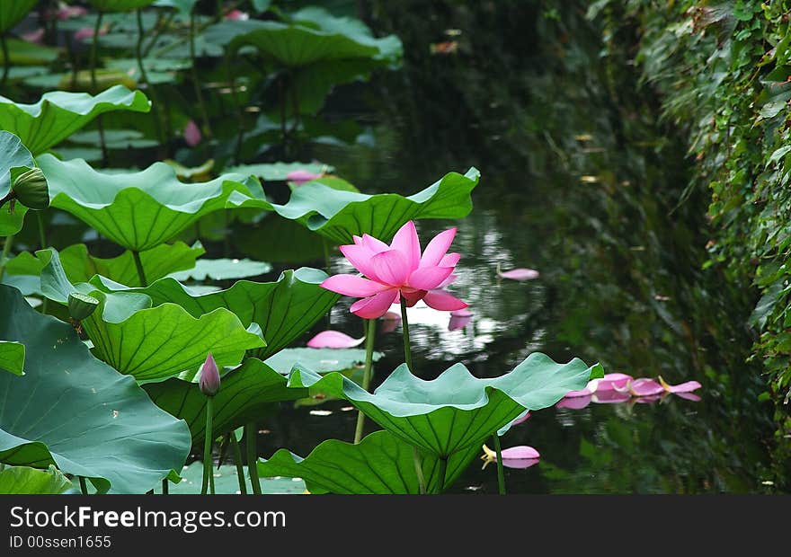 Water Lily