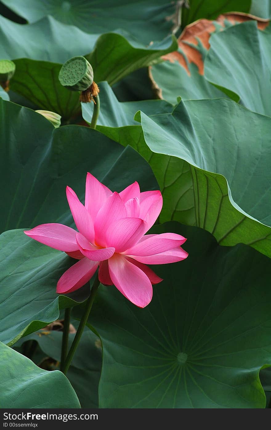 Water Lily