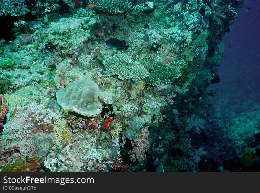 Underwater life of coral reef