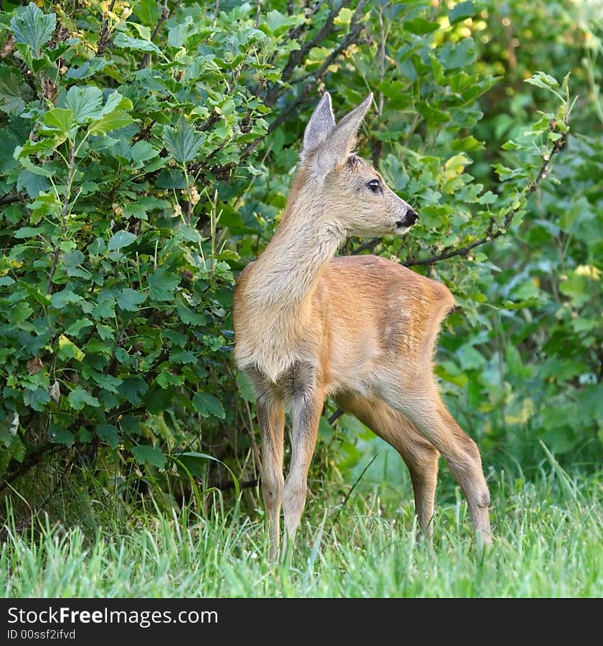 Roe deer. Russian nature, Voronezh area.