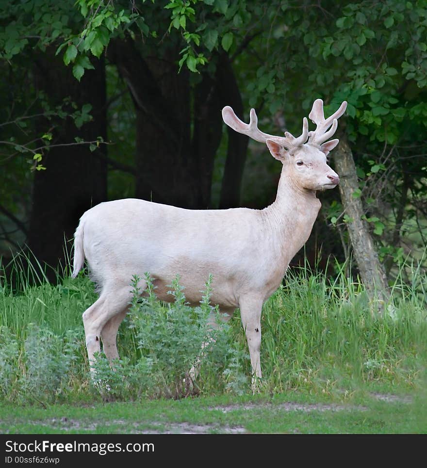 Fallow-deer. Russian nature, Voronezh area