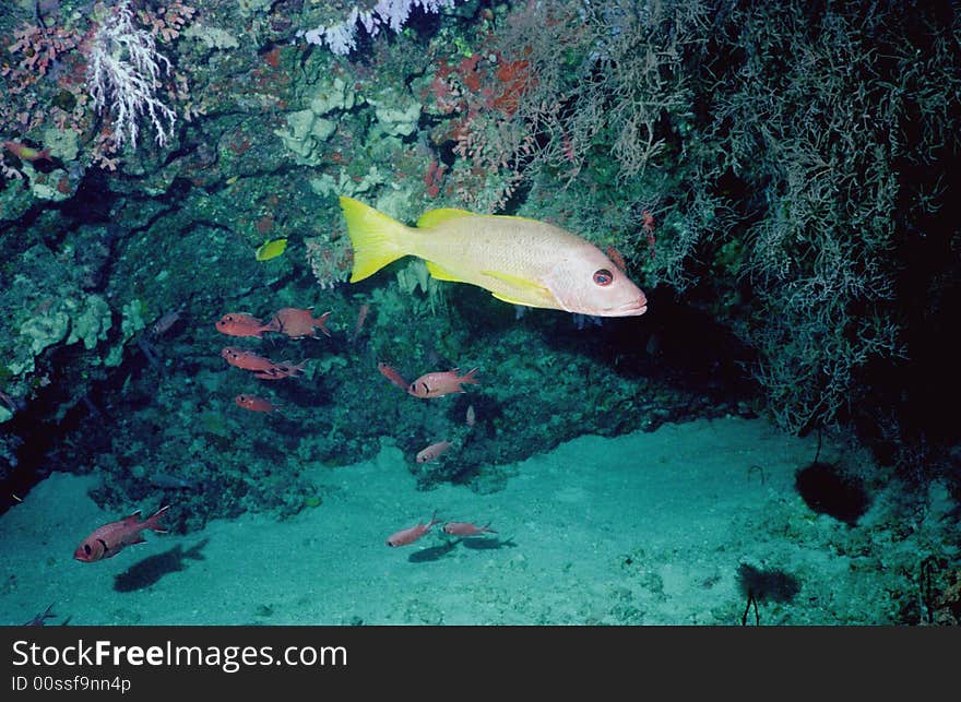 Underwater Life Of Coral Reef