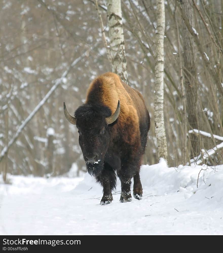 Bison. Russian nature, Voronezh area.