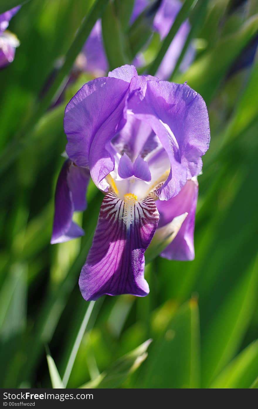 Lilac flower