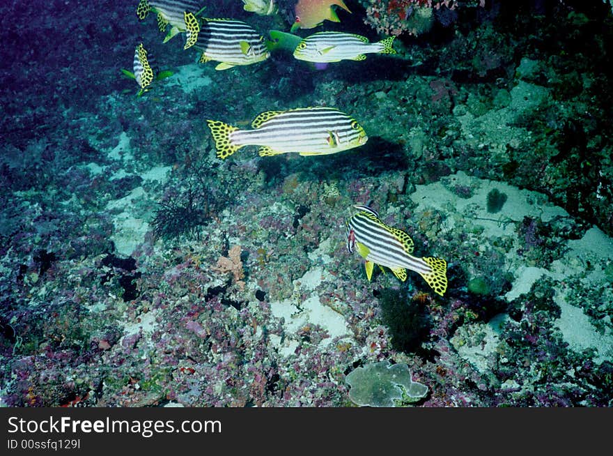 Underwater life of coral reef