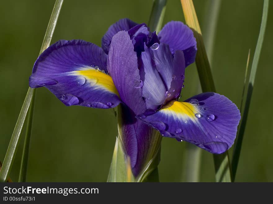 Blue iris with raindrops