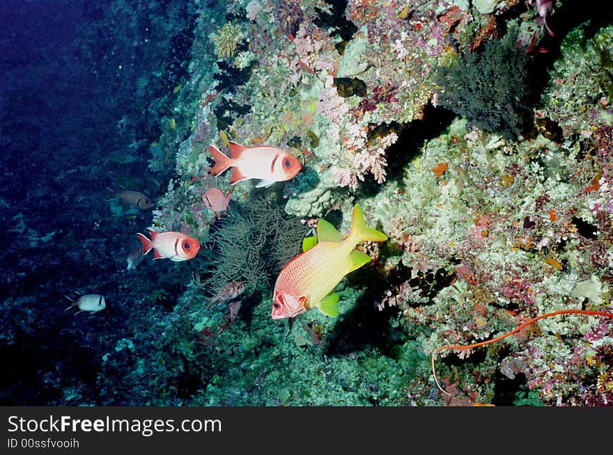 Underwater life of coral reef