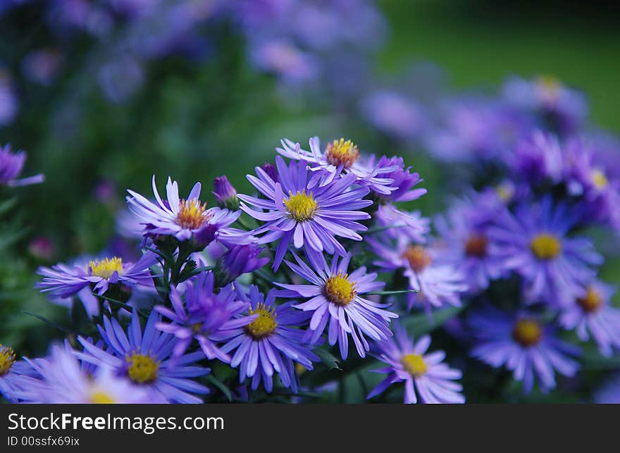 Lilac Flowers