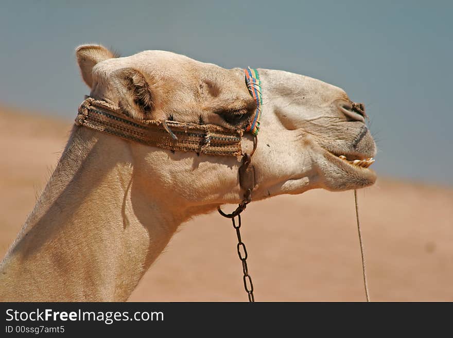 Portrait of a dromedary at the edge of the Red Sea