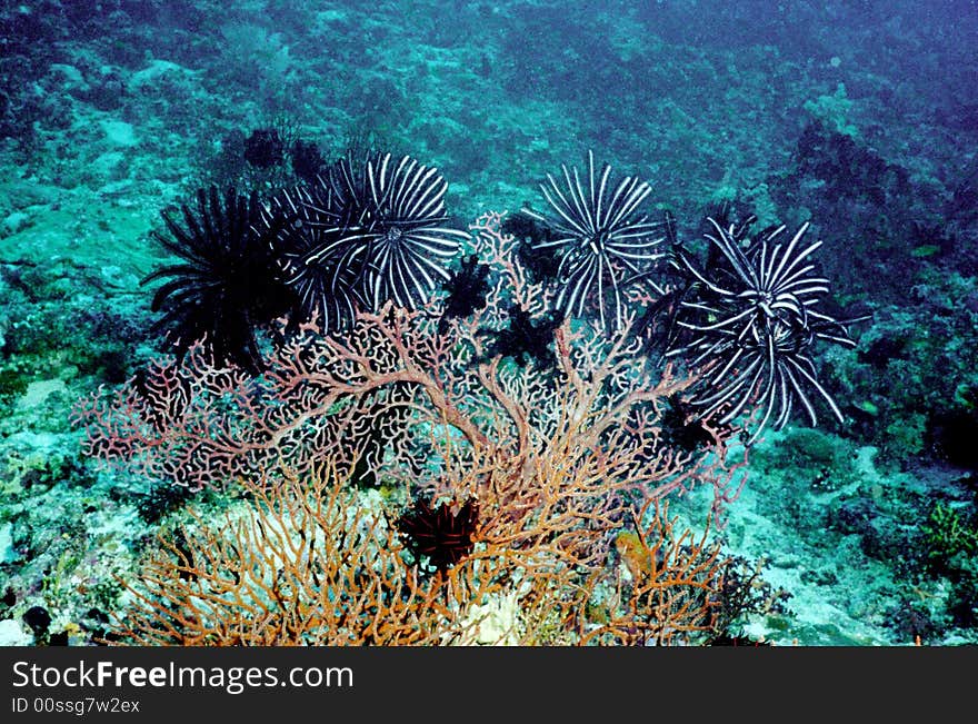 Underwater life of coral ree