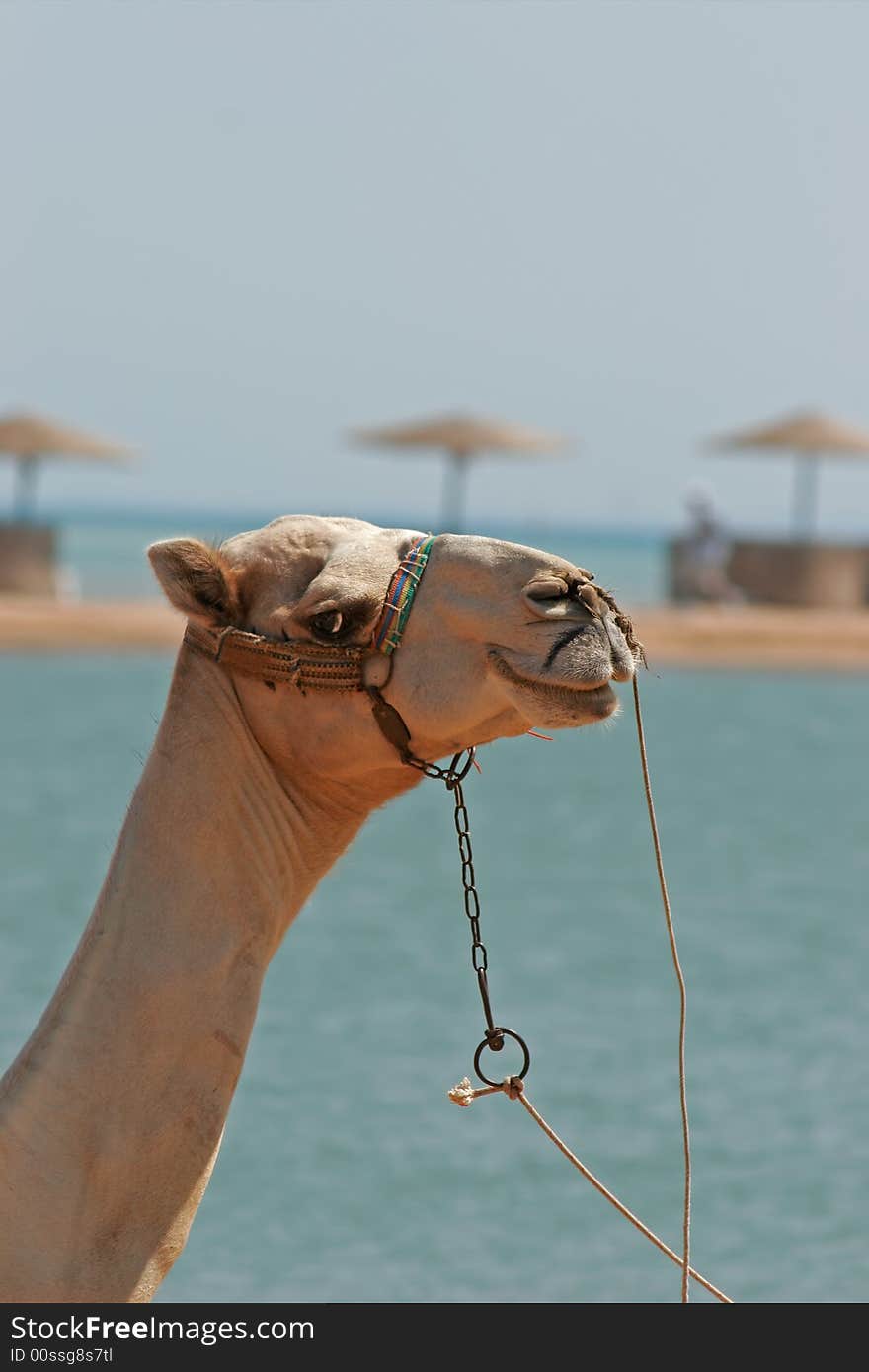 Portrait of a dromedary at the edge of the Red Sea