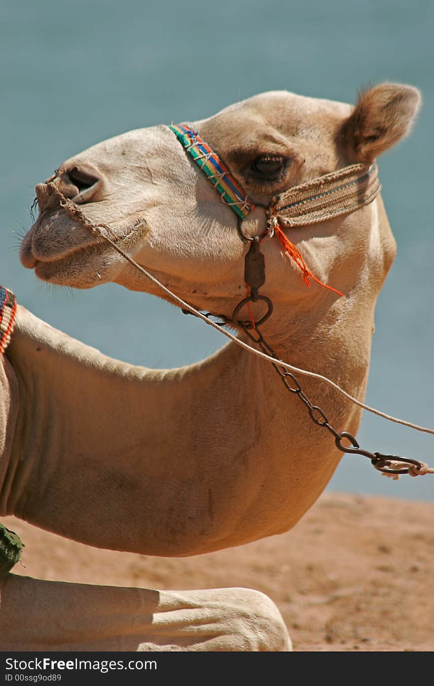 Portrait of a dromedary at the edge of the Red Sea