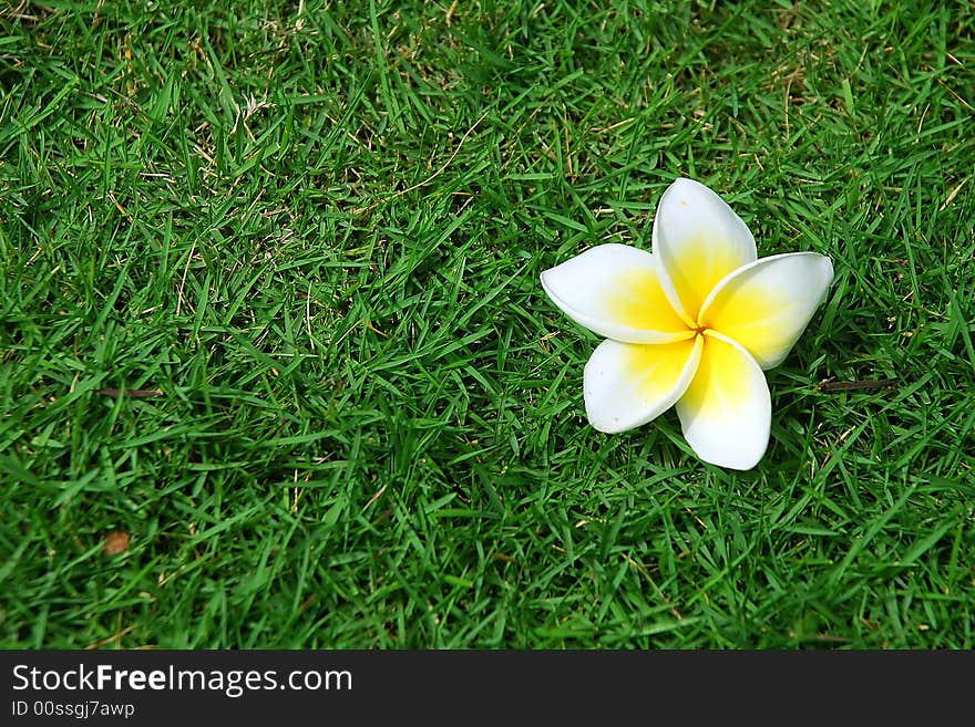 Asian Flower on green grass in Vietnam. Asian Flower on green grass in Vietnam.