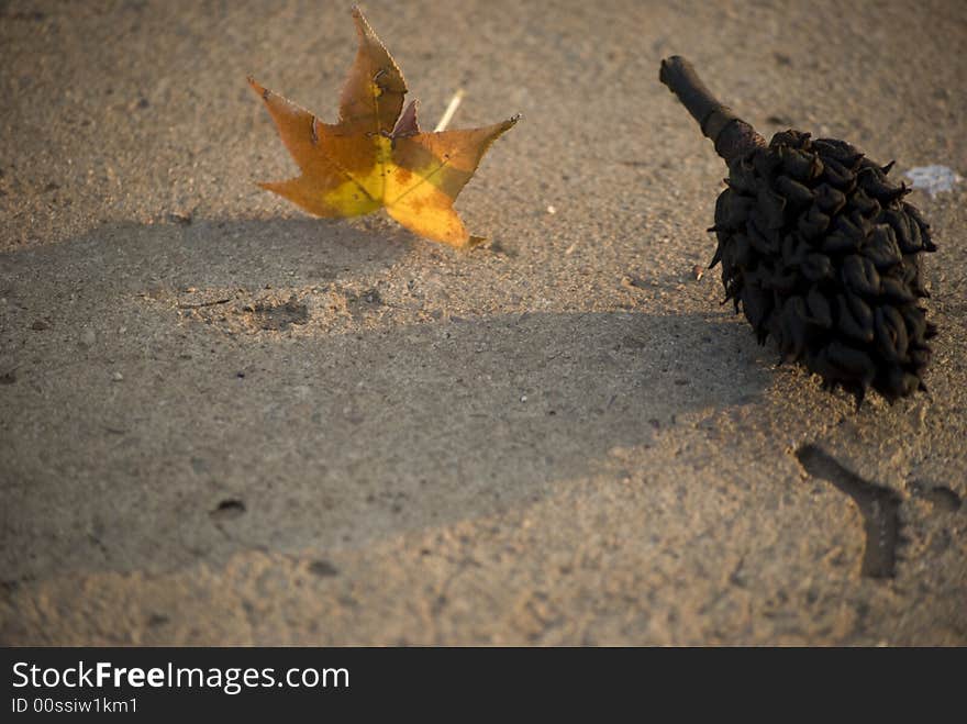 Leavy Shadows