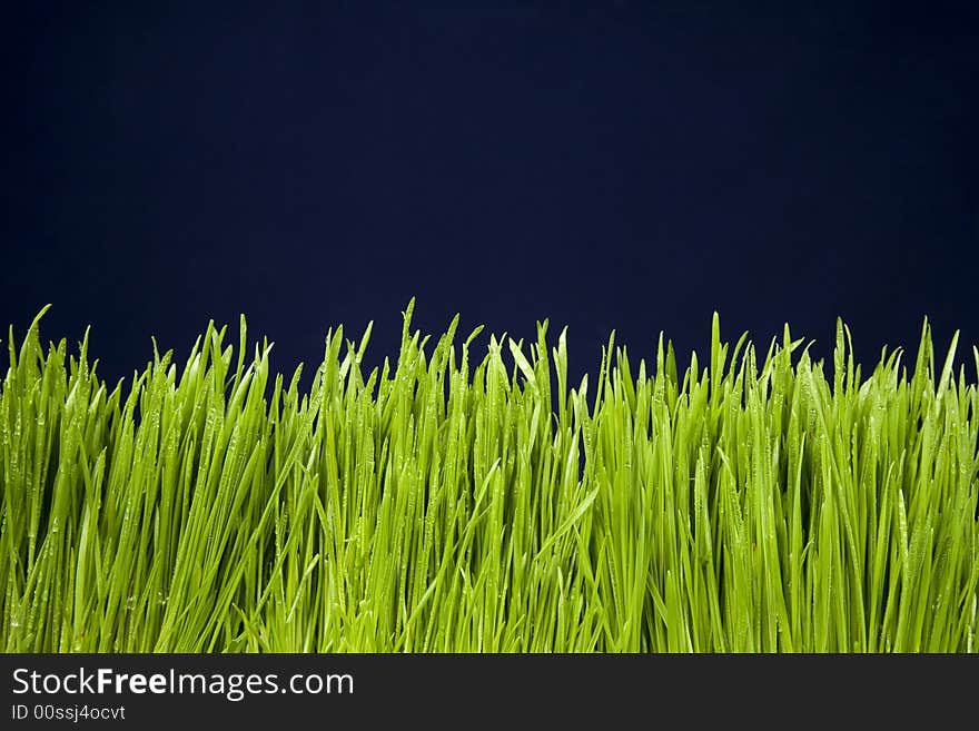 Green Grass with Water Drops on Blue Background