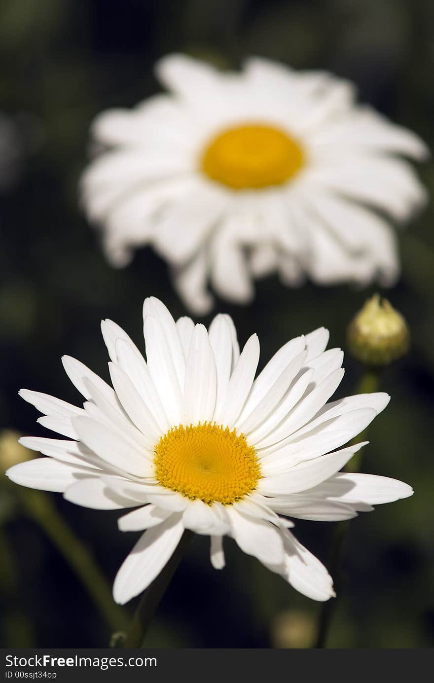 Two camomiles are growwing alone