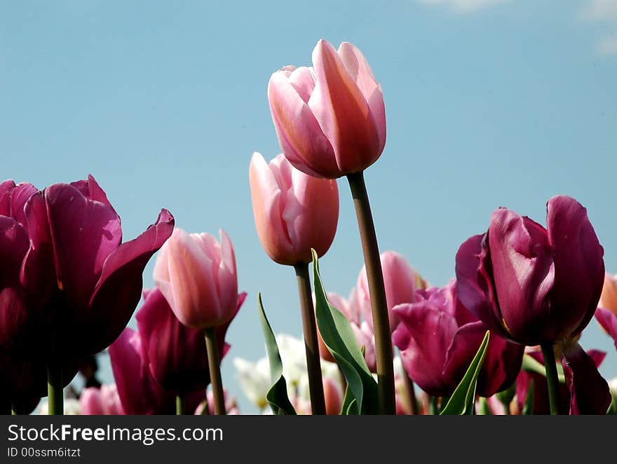 Purple and pink tulips against blue sky