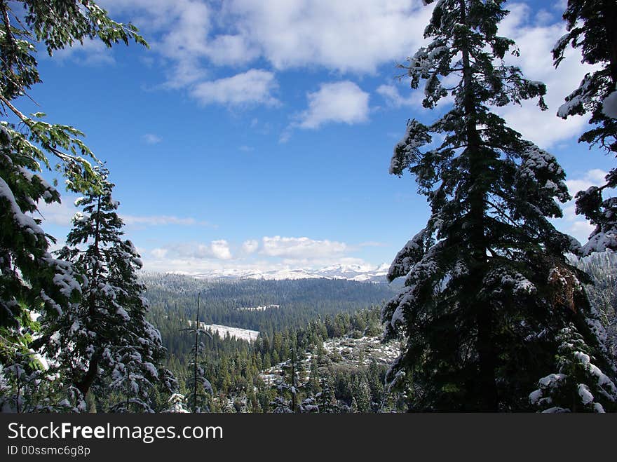 High Sierra Forest