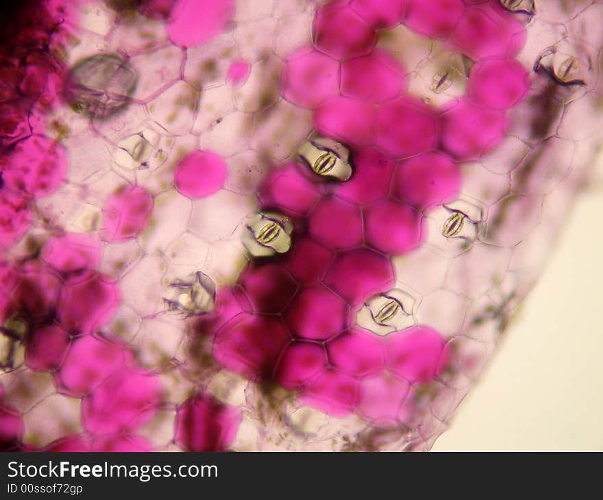 Stomata on a onion. The red cells is pigment cells.