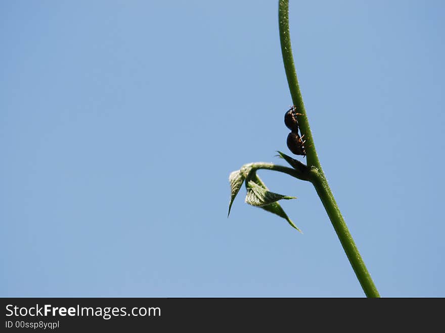 Two tiny incects making love on a creeper