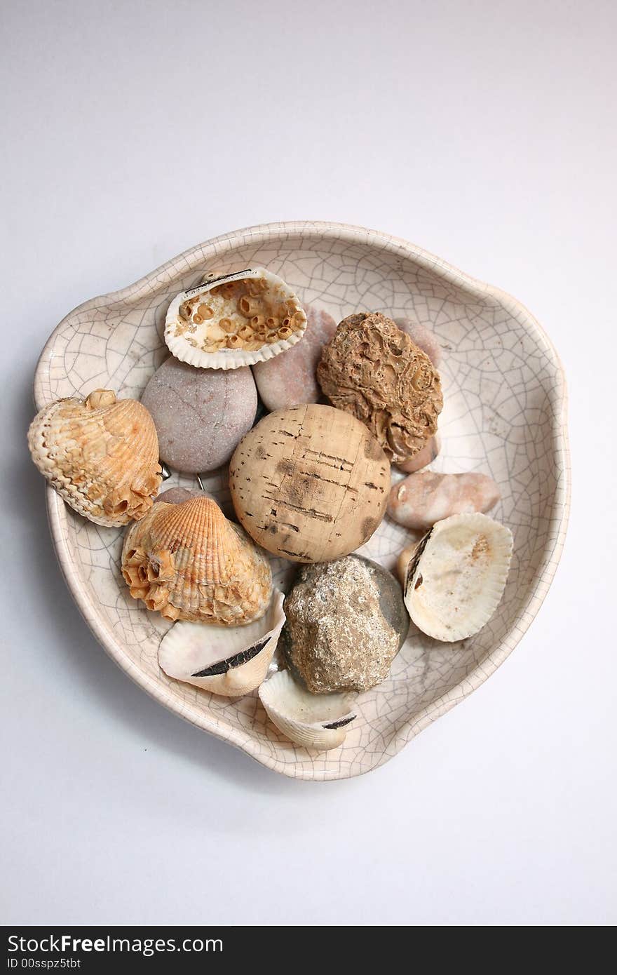 Some shells on white background. Some shells on white background