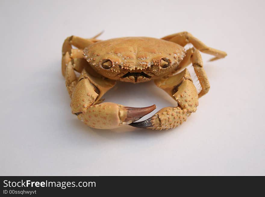 Shot of a sea crab