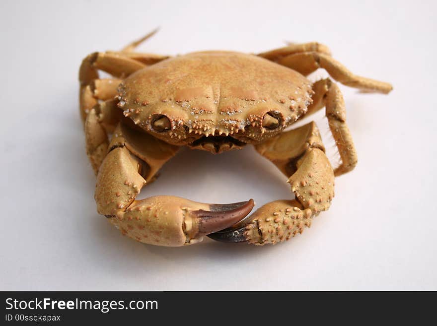 Shot of a sea crab