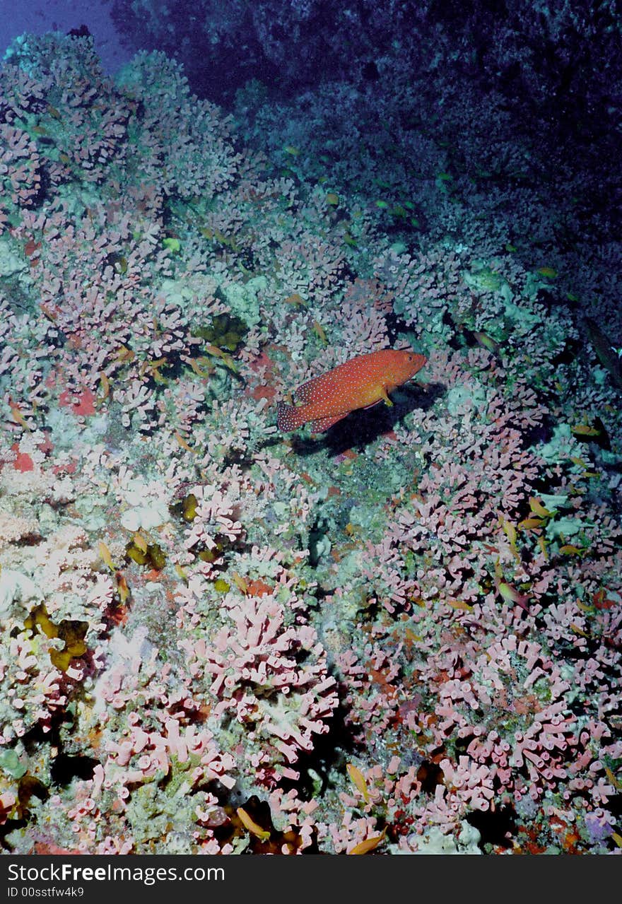 Underwater Life Of Coral Reef