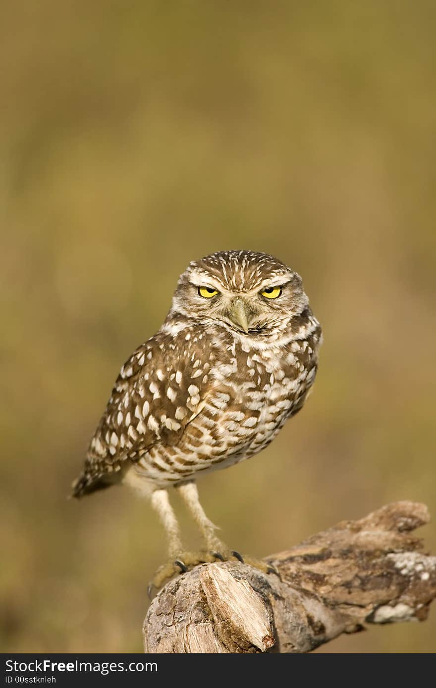 Burrowing Owl Perched On A Stick