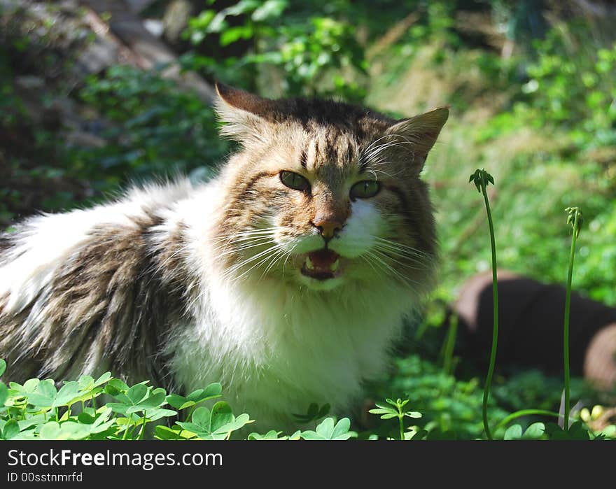 A beautiful cat in a field of clover