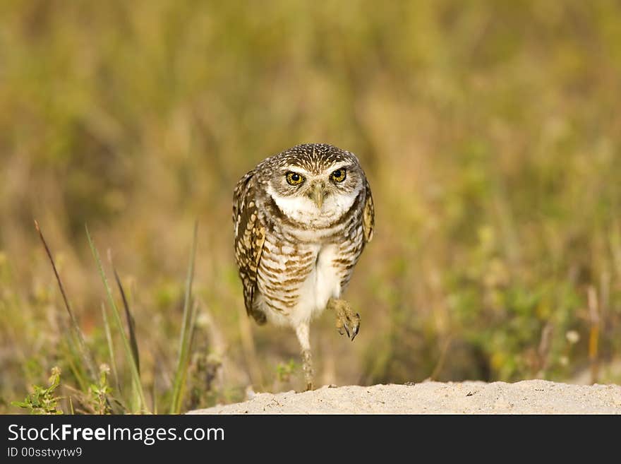 Burrowing Owl watches me intently