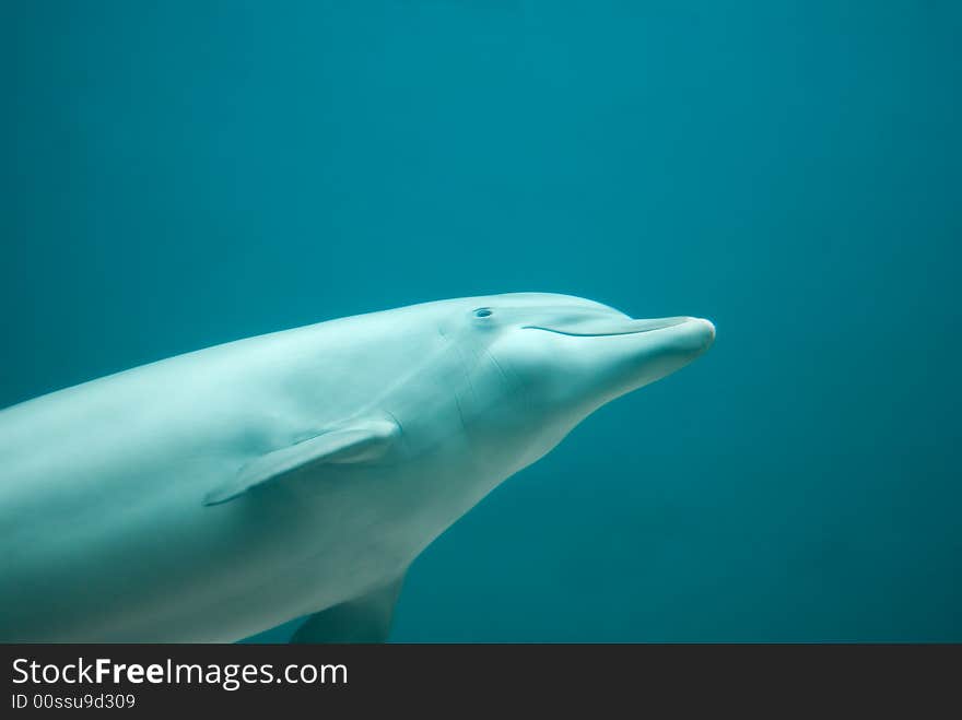 A nice dolphin swimming and smiling near the camera.