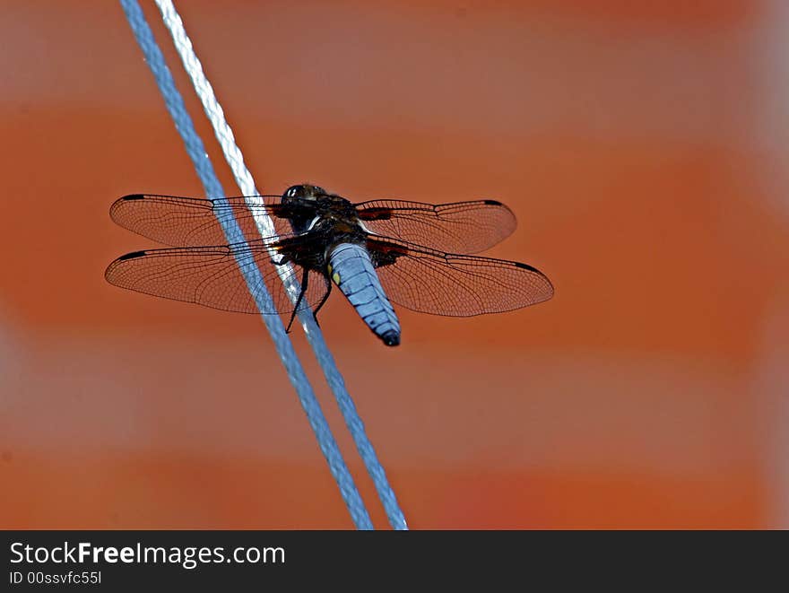 Blue dragonfly pausing on the line! Red background.