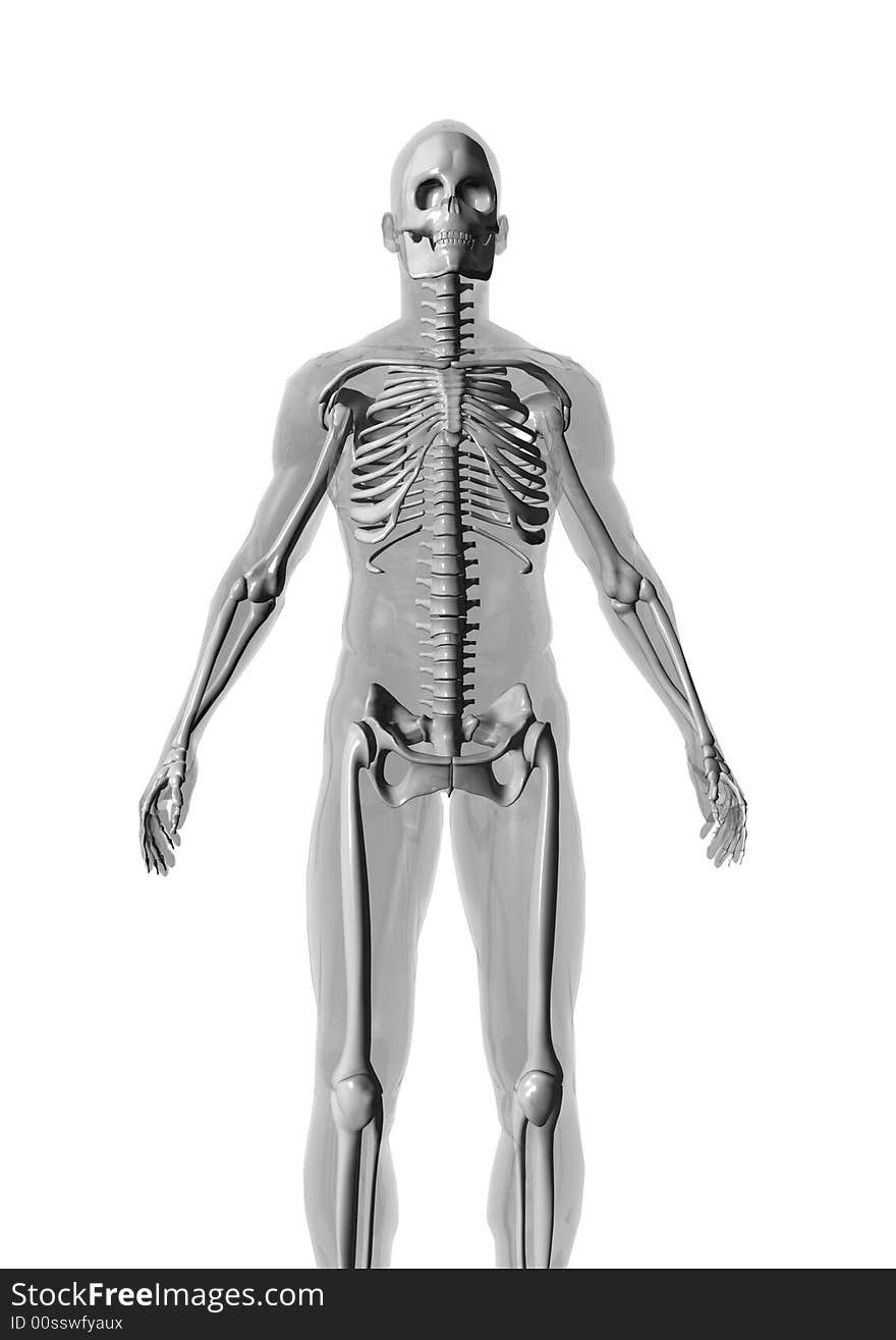 Anatomically correct 3D model of human body isolated on white background. Anatomically correct 3D model of human body isolated on white background.