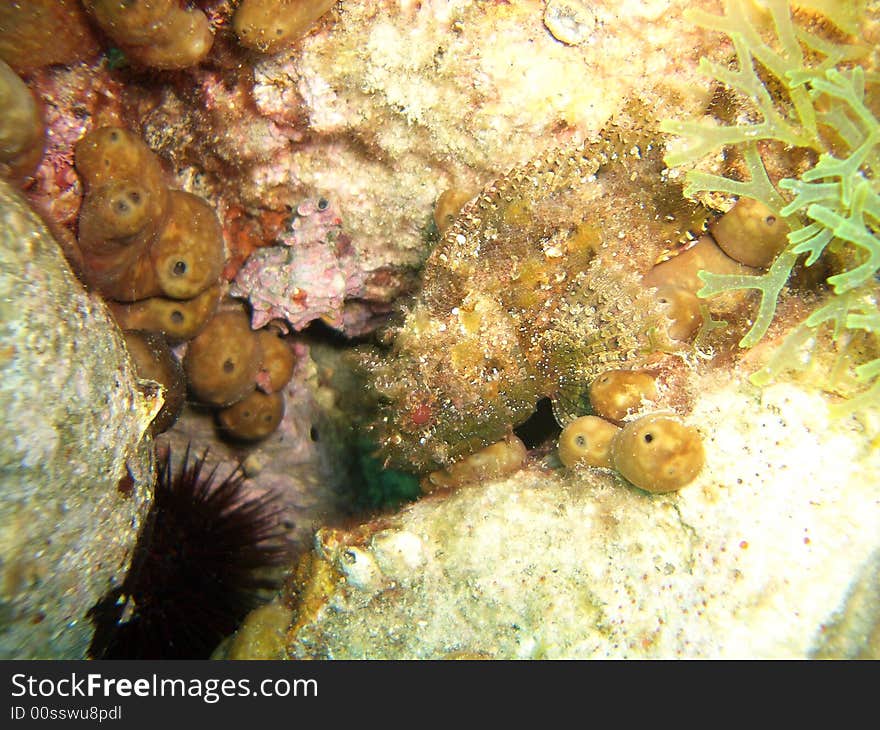 A little scorfano camouflaged near a sea urchin. A little scorfano camouflaged near a sea urchin