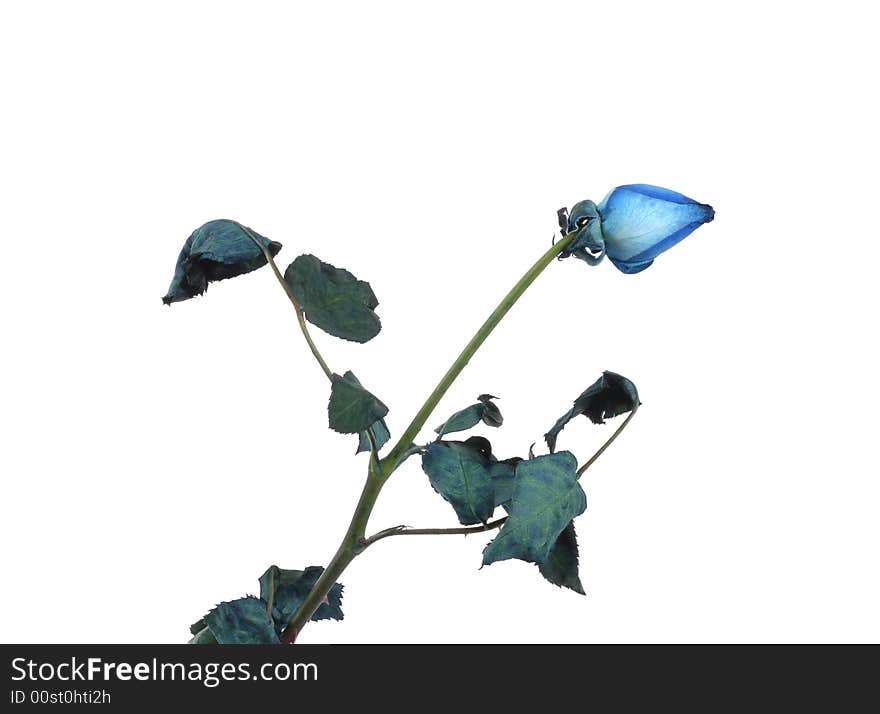 The blue rose on white background