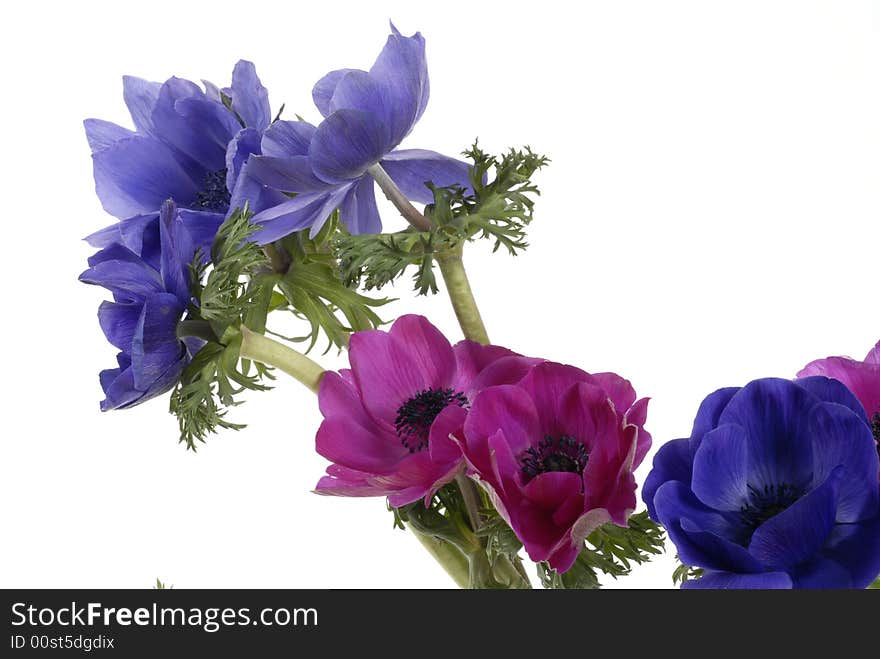 Colored Flowers