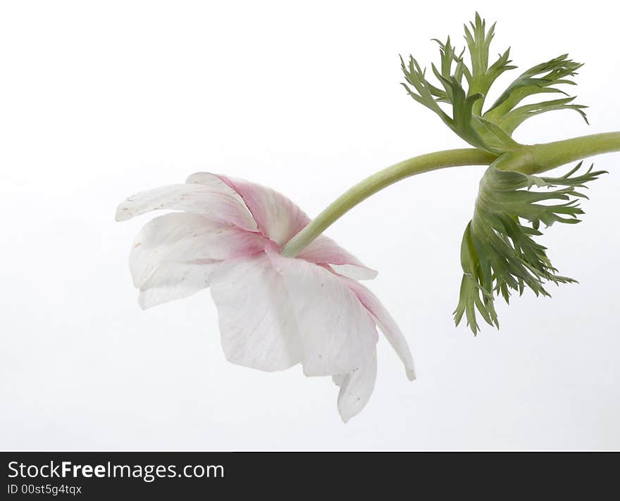 The white turkish tulip detail