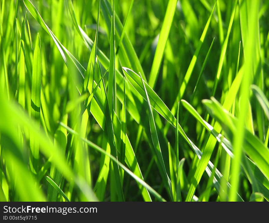 Detail of a green grass, very soft focus. Detail of a green grass, very soft focus.