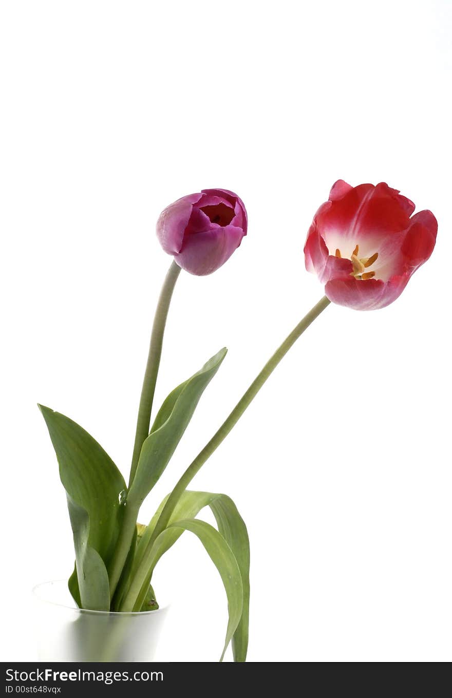 Purple rose and tulip in glass vase. Purple rose and tulip in glass vase